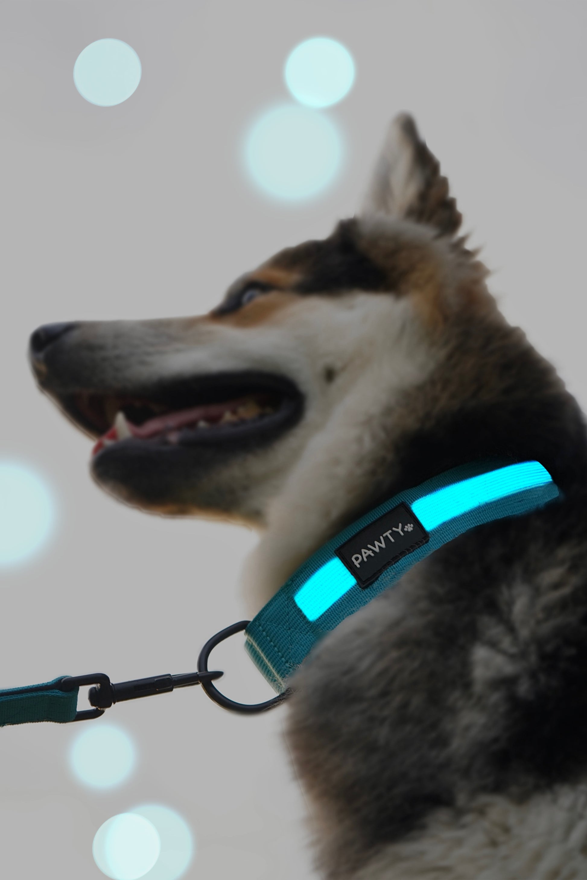 Safe Glow Halsband
