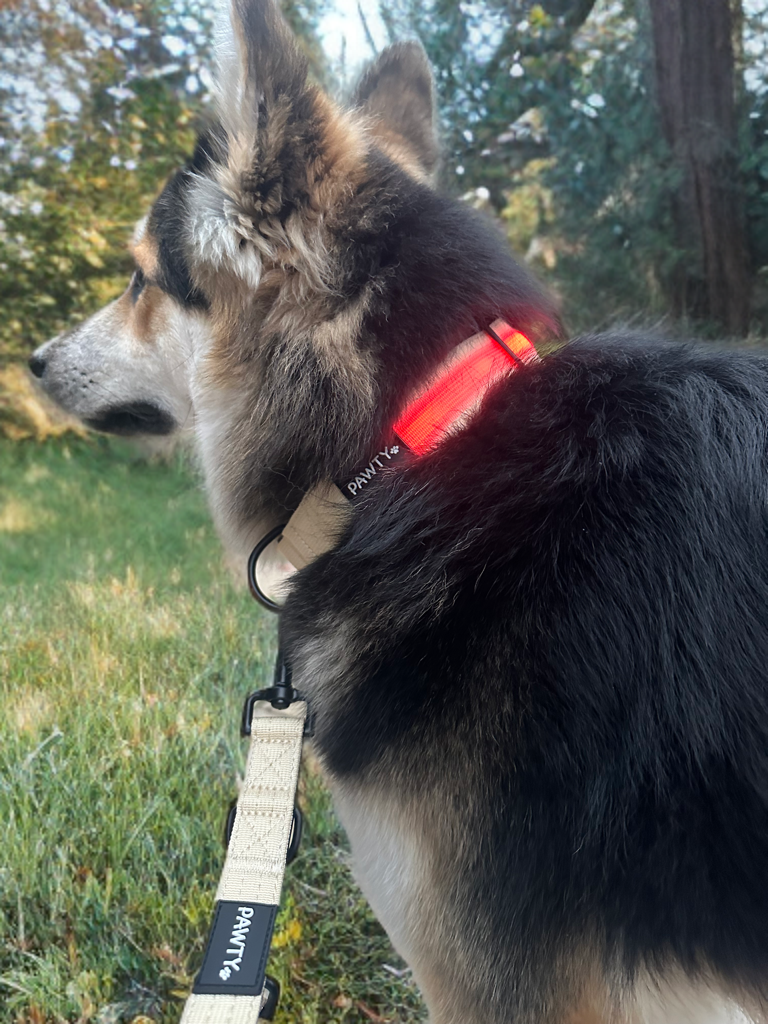 Safe Glow Halsband